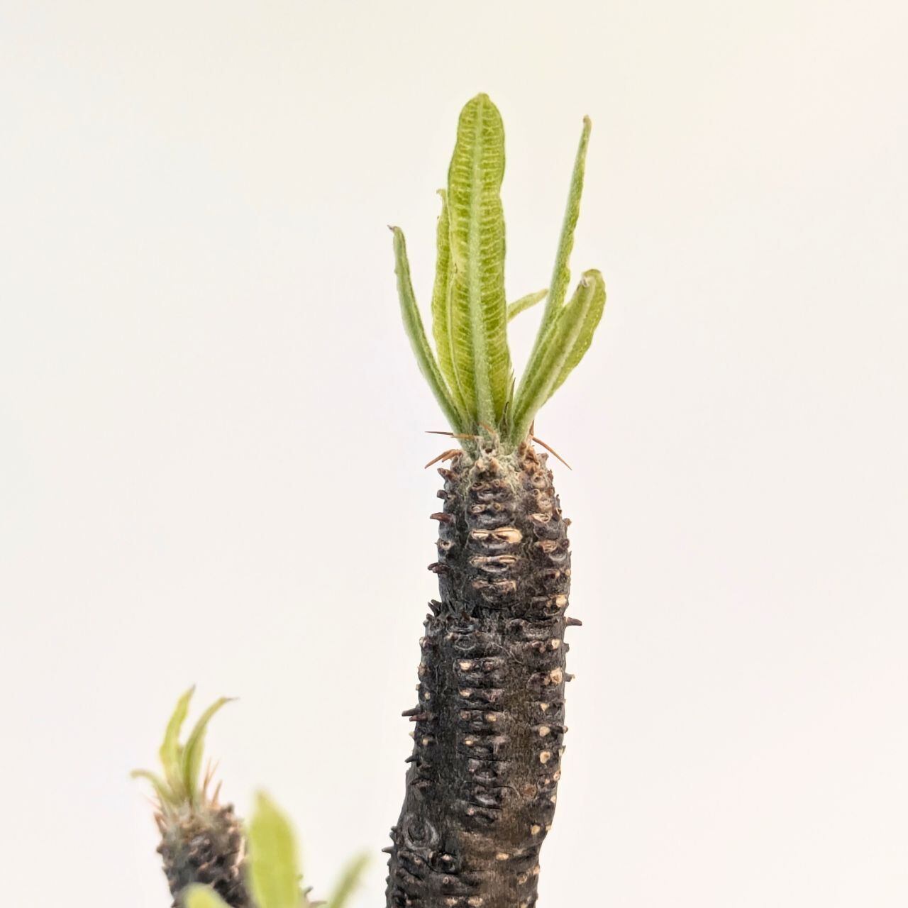 パキポディウム ロスラーツム グラキリス Pachypodium rosulatum var