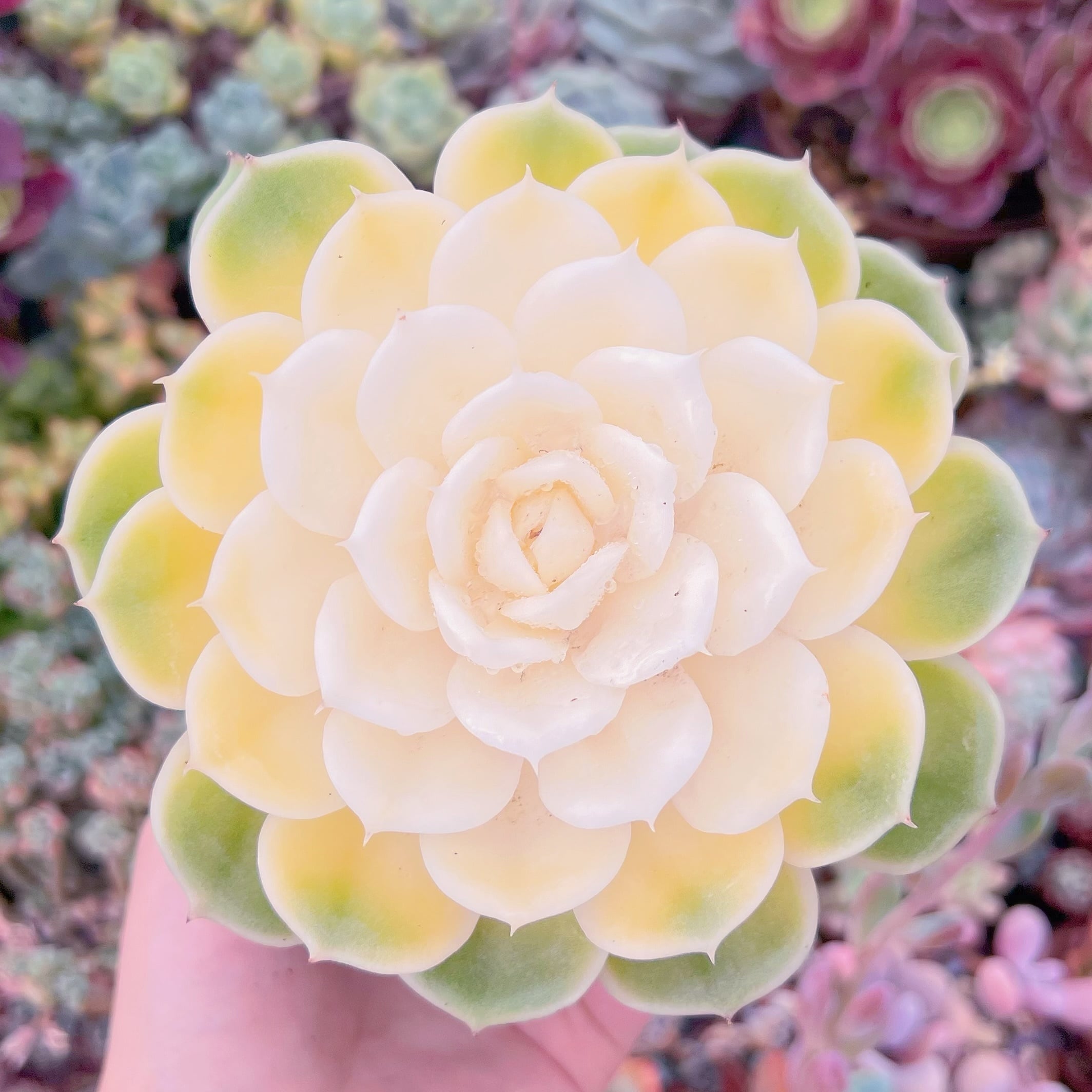 現品　オンスロー錦#F048　大苗　るる農園