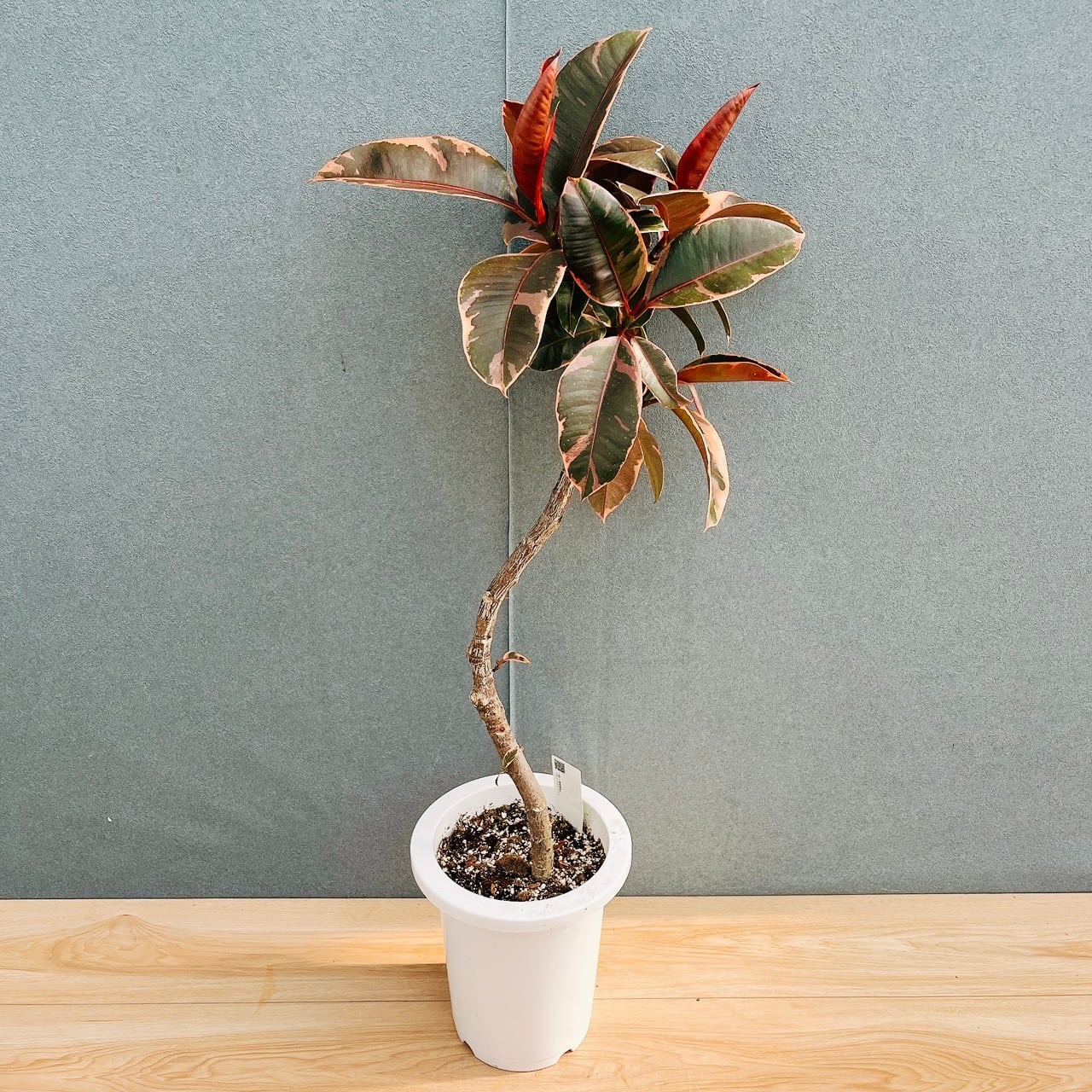 現品］【希少】93番 フィカス アフリカンプリンス 8号 観葉植物 室内