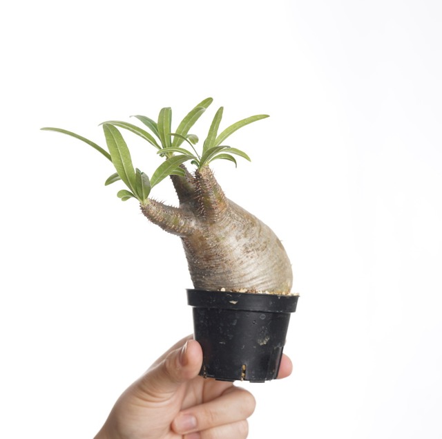 パキポディウム グラキリス no.10〈発根済み〉