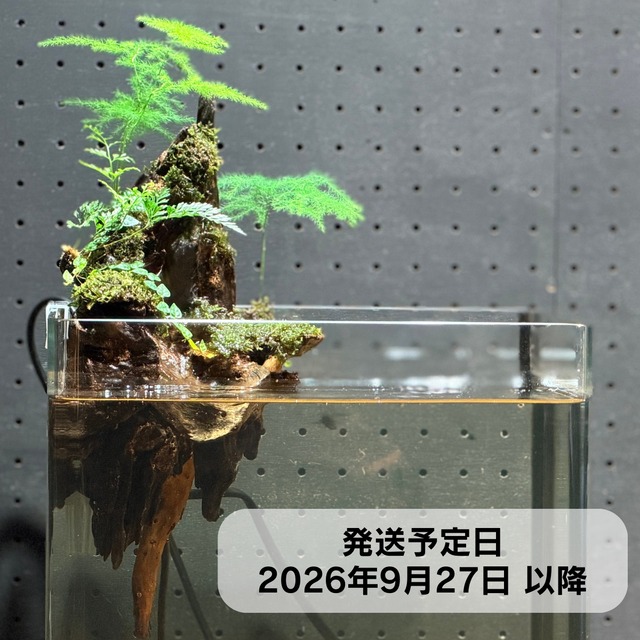 アクアテラリウム 浮根～fune～【125】｜水槽に引っかけるだけで