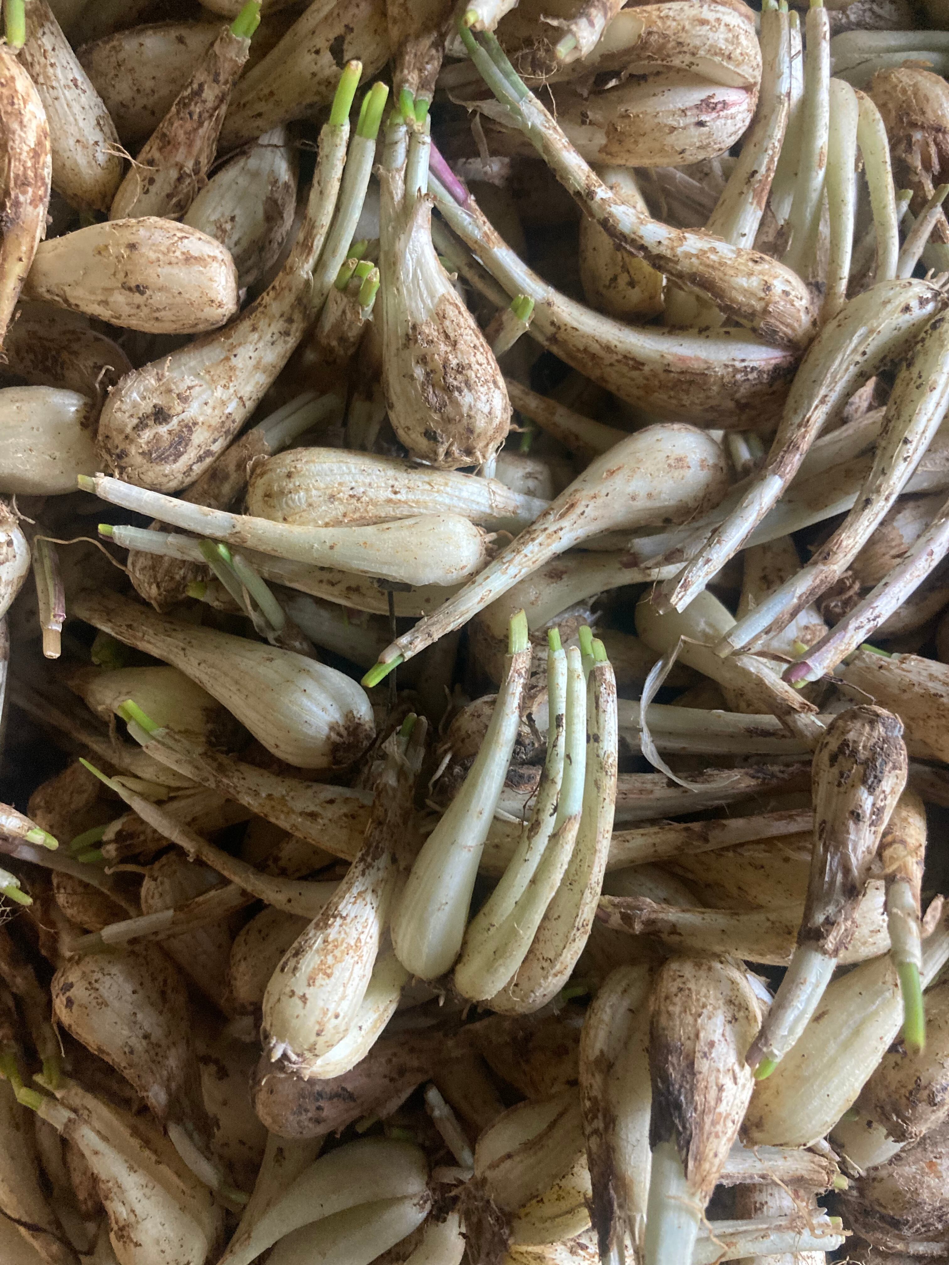 ご自宅でも！沖縄特産！島らっきょう苗200本お手軽にプランターでも