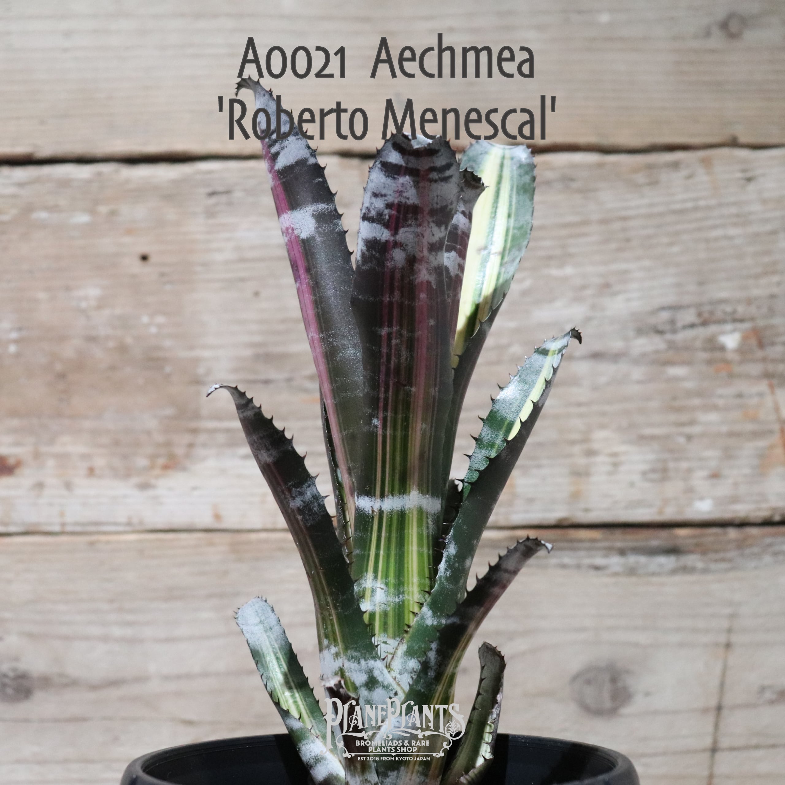 送料無料】Aechmea 'Roberto Menescal' 〔エクメア〕現品発送A0021