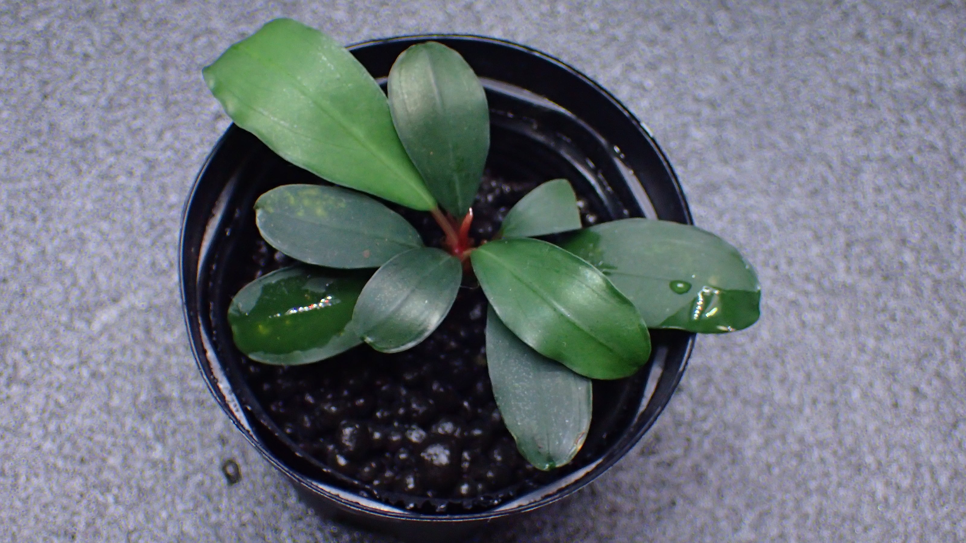 Bucephalandra sp Red Mini Phantom 1株 | 熱帯植物 水草