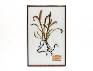 [食虫植物] ドロセラのガラス標本 no.47