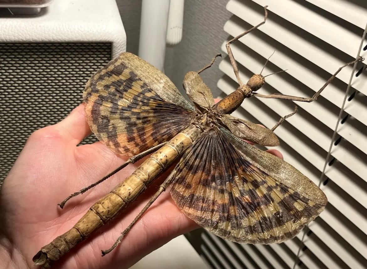 【150mm】センスオオトビナナフシ 昆虫標本　コノハムシ　標本 150mm】センスオオトビナナフシ 昆虫標本 コノハムシ 標本 コノハムシ