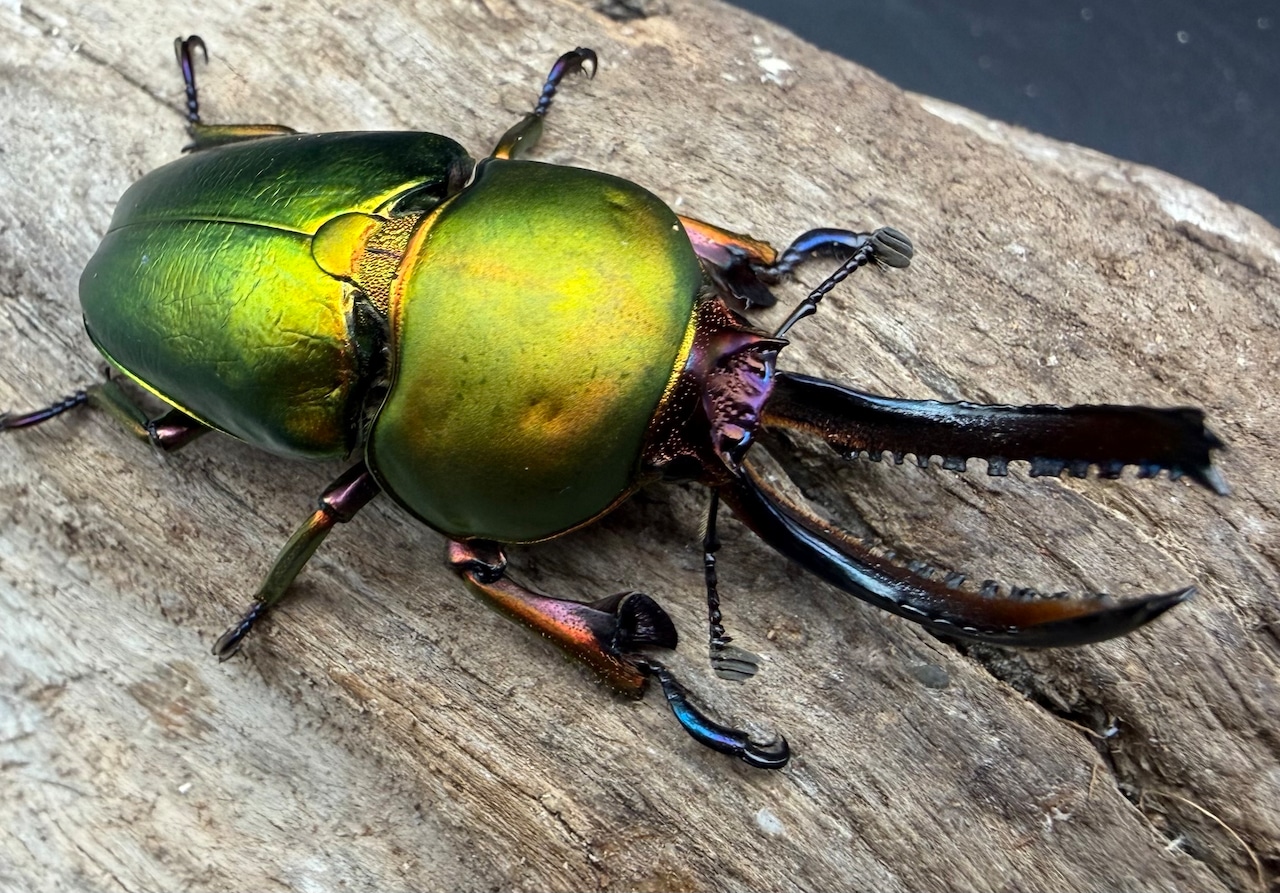 【WD】《パプアキンイロクワガタ 49.5mm ペア》