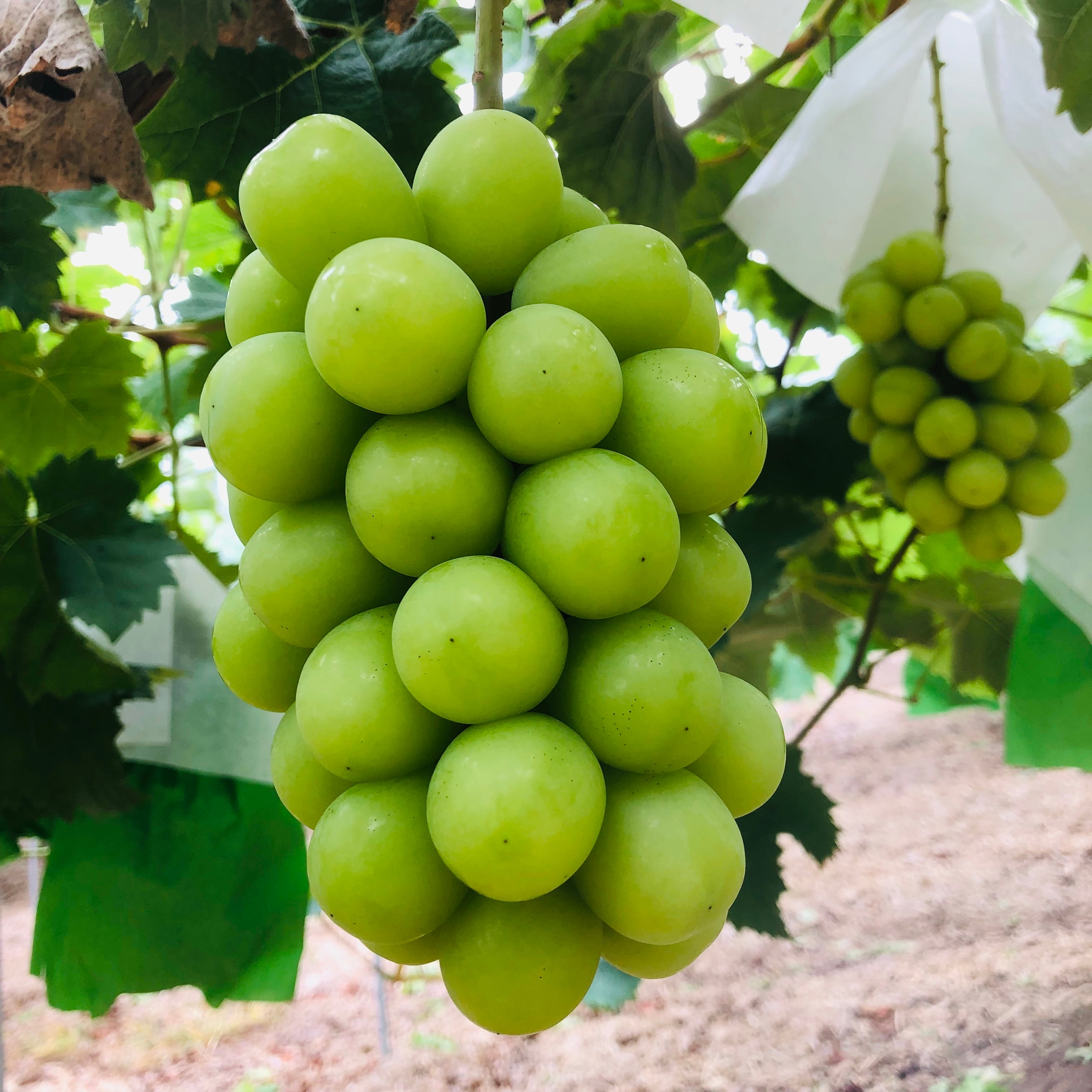 シャインマスカット 1.2kg(岡山県産・種なし)