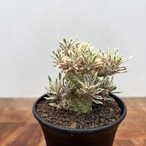 Euphorbia ‘Sotetsukirin’ variegata【ユーフォルビア・蘇鉄麒麟錦】