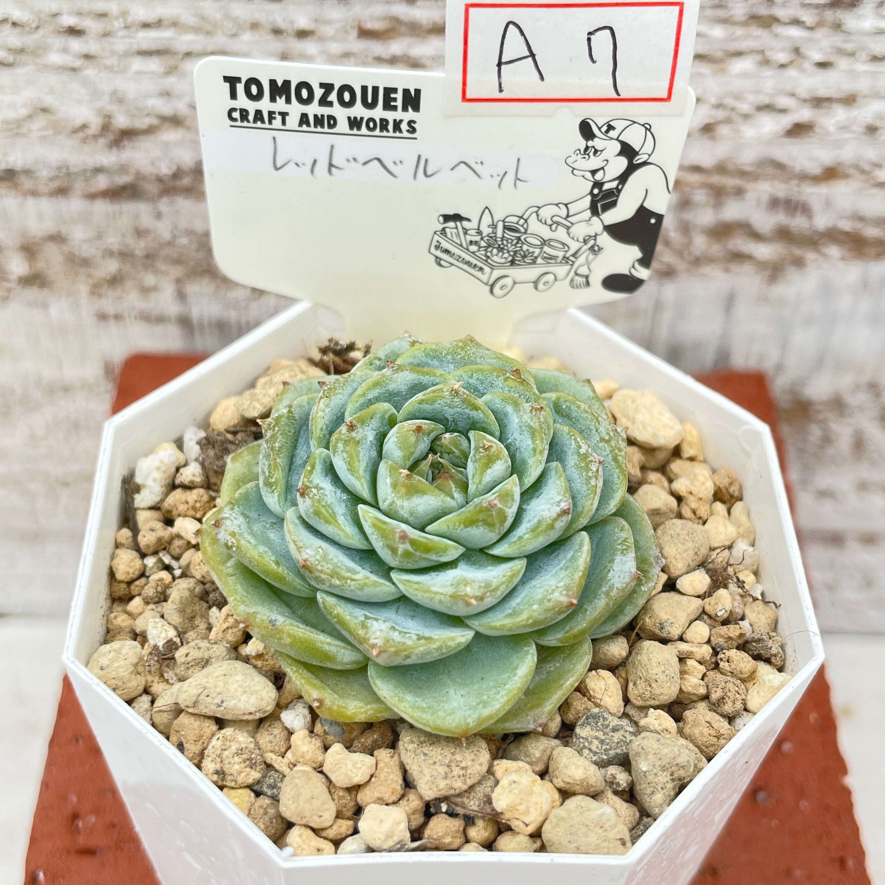 ホワイトプリンス錦　多肉植物 多肉植物 ホワイトプリンス錦 【公式通販】