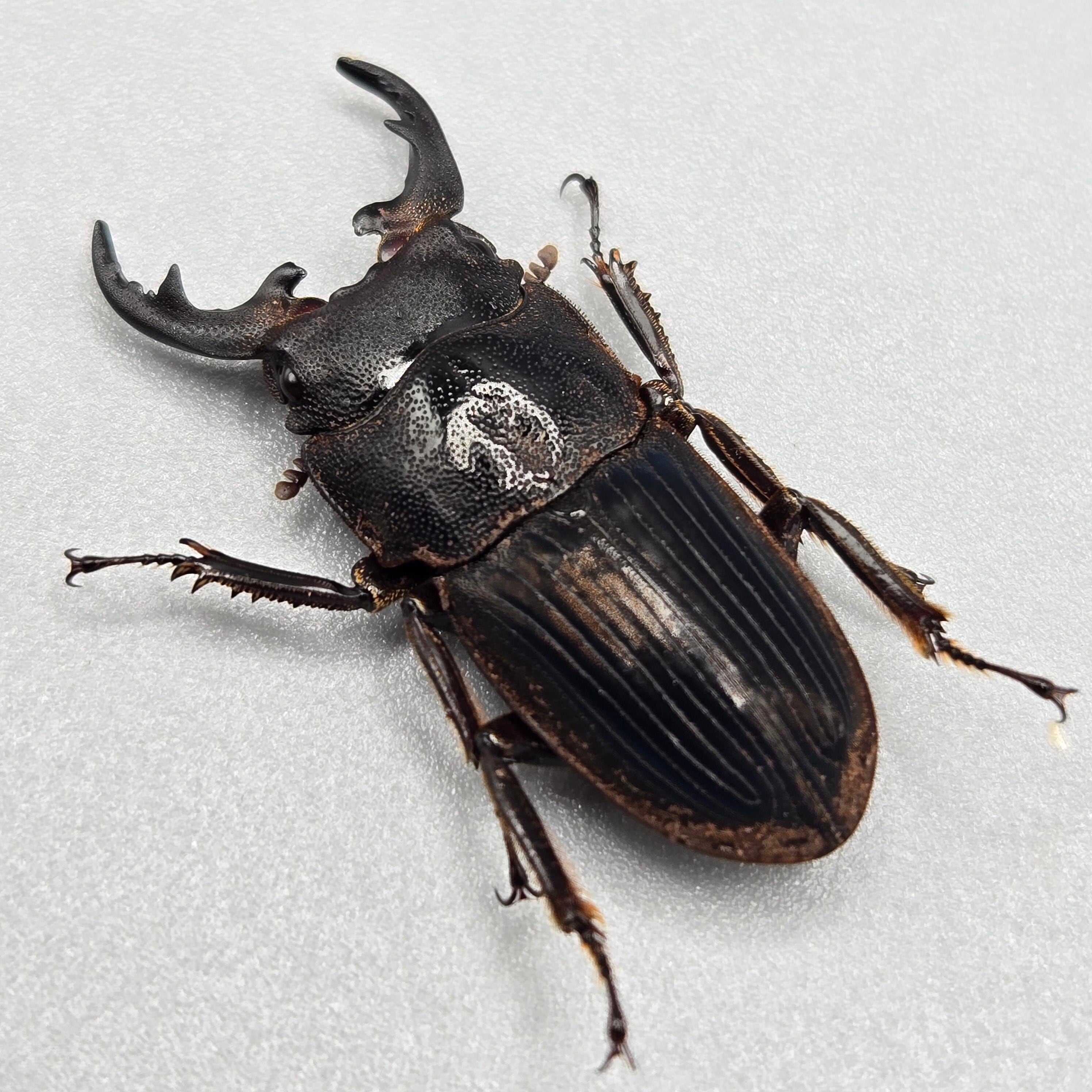 クワガタ | 昆虫専門店【鍬鉄】