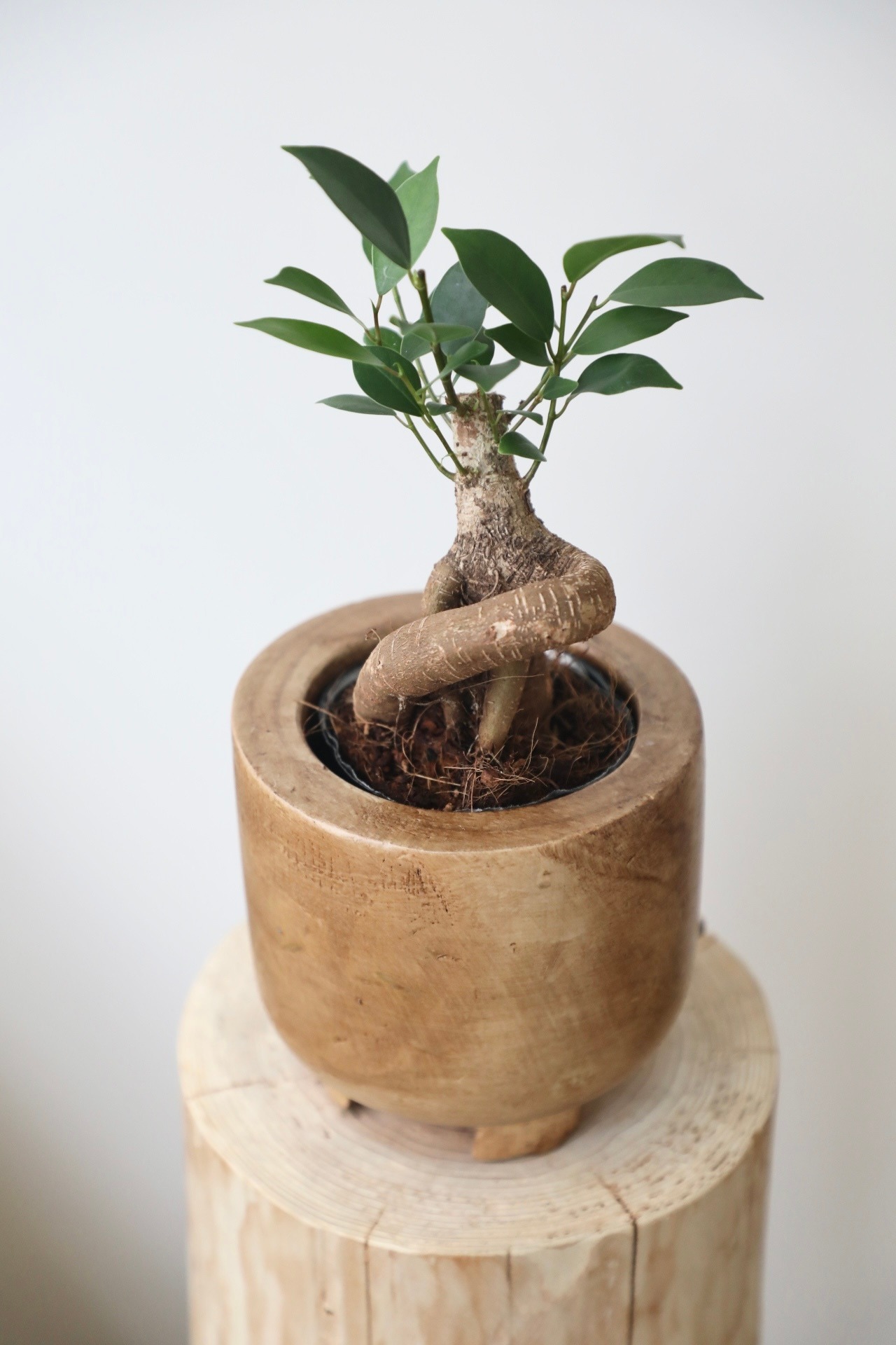 ガジュマル/Ficus microcarpa　※ウッド鉢カバー付き