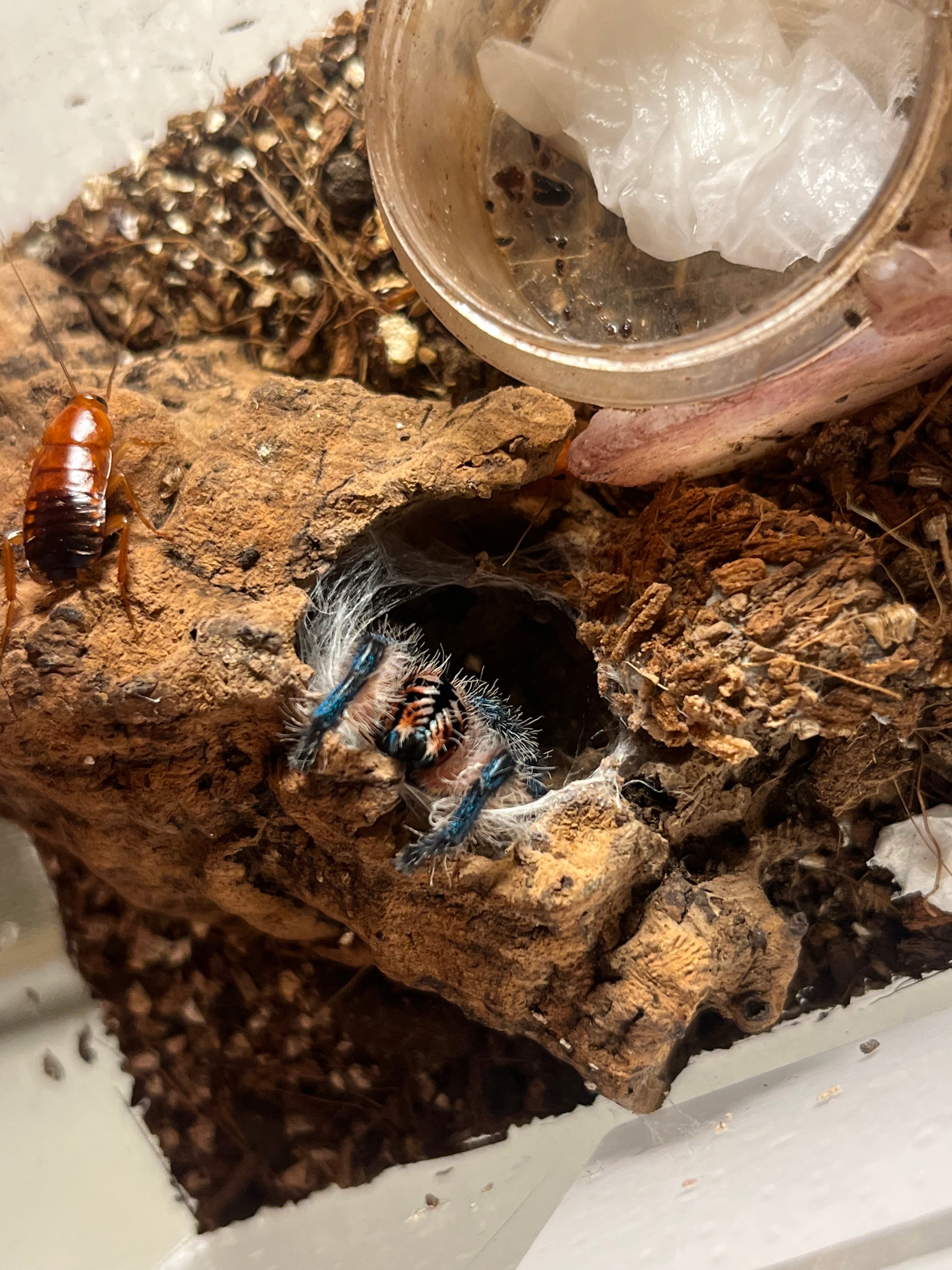 生体】Typhochlaena seladonia ブラジリアンジュエルタランチュラLS3cm