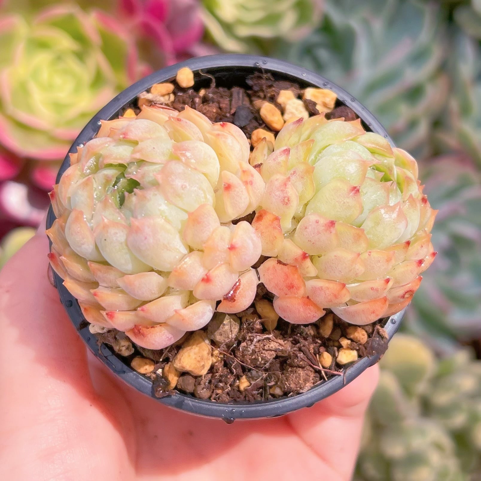 現物　バタフライリーフピオニー#F207　るる農園