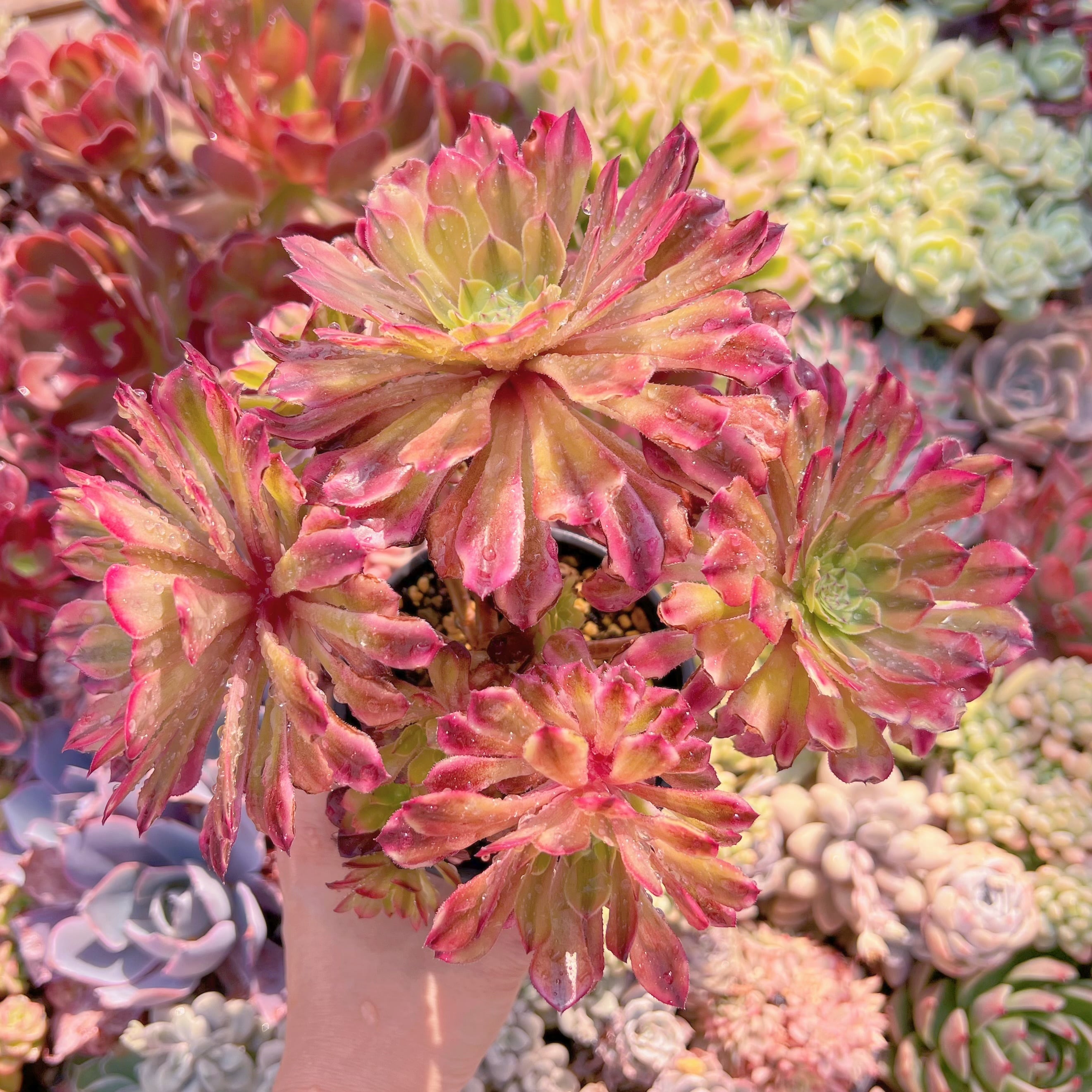 現品　マリド錦#208　大群生　新入荷　るる農園