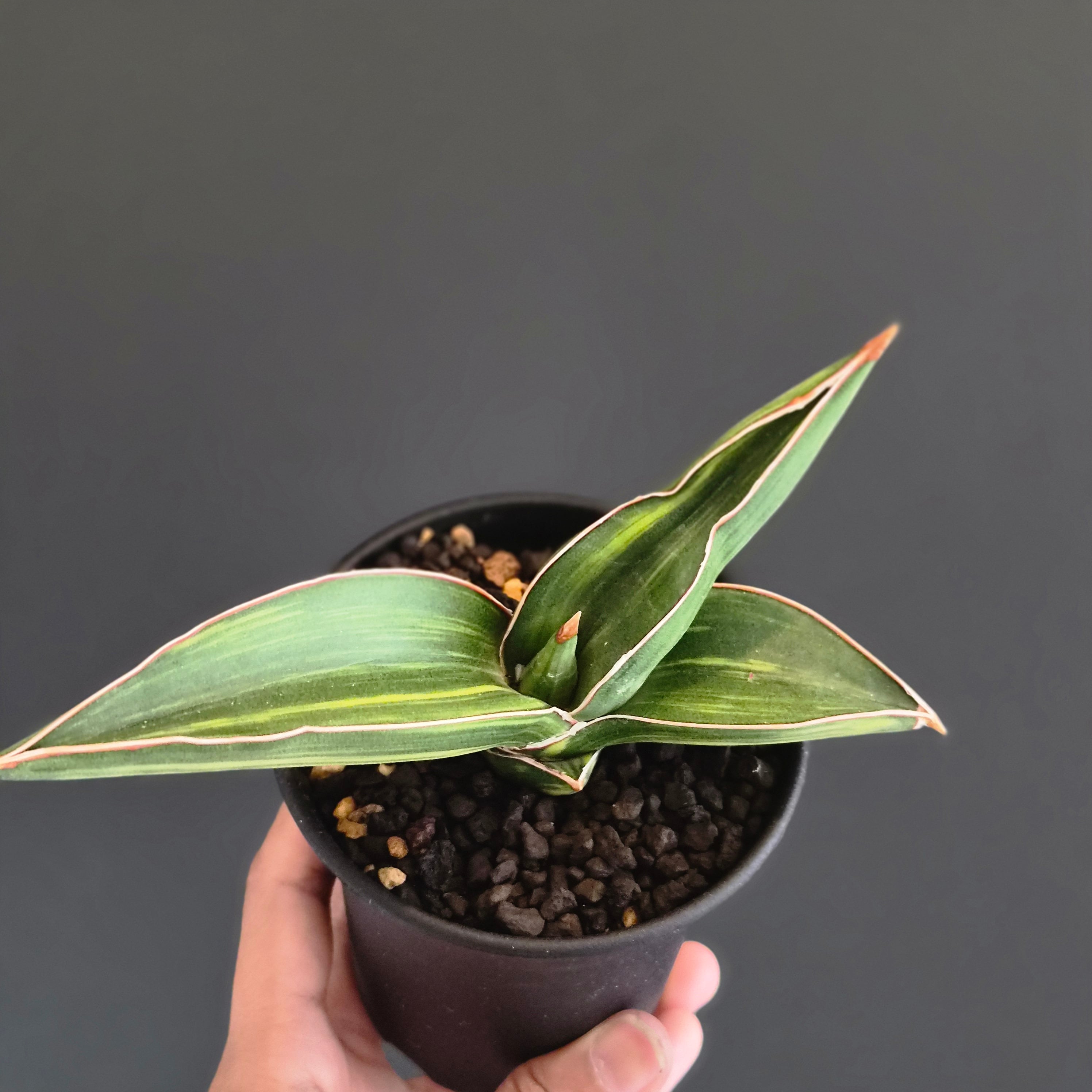 サンスベリア・サムライ・ドワーフ（Sansevieria 'Samurai Dwarf