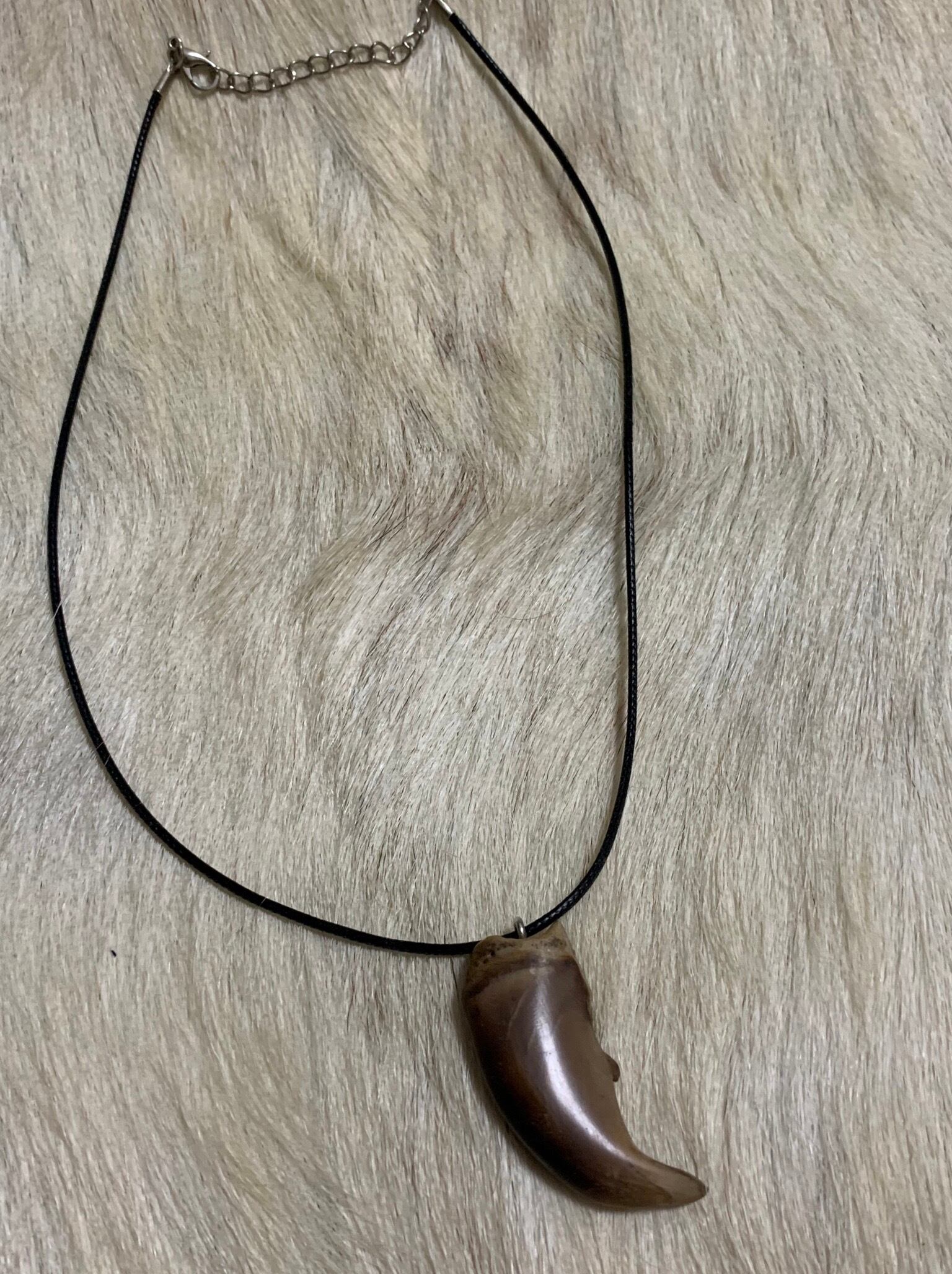 巨大　ヒグマの爪　北海道　アイヌ　根付　骨格標本　お守り　魔除け　開運　金運 巨大 ヒグマの爪 北海道 アイヌ 根付 骨格標本 お守り 魔除け