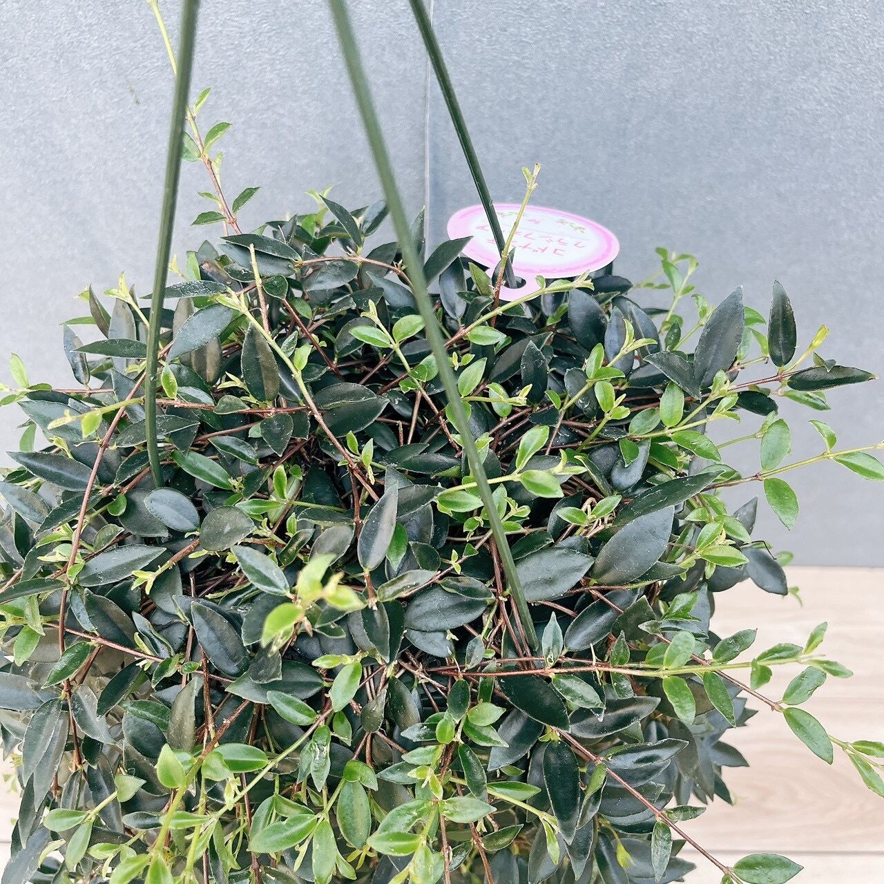 現品］80番 コドナンテ クラシフォリア 5号 観葉植物 吊り鉢