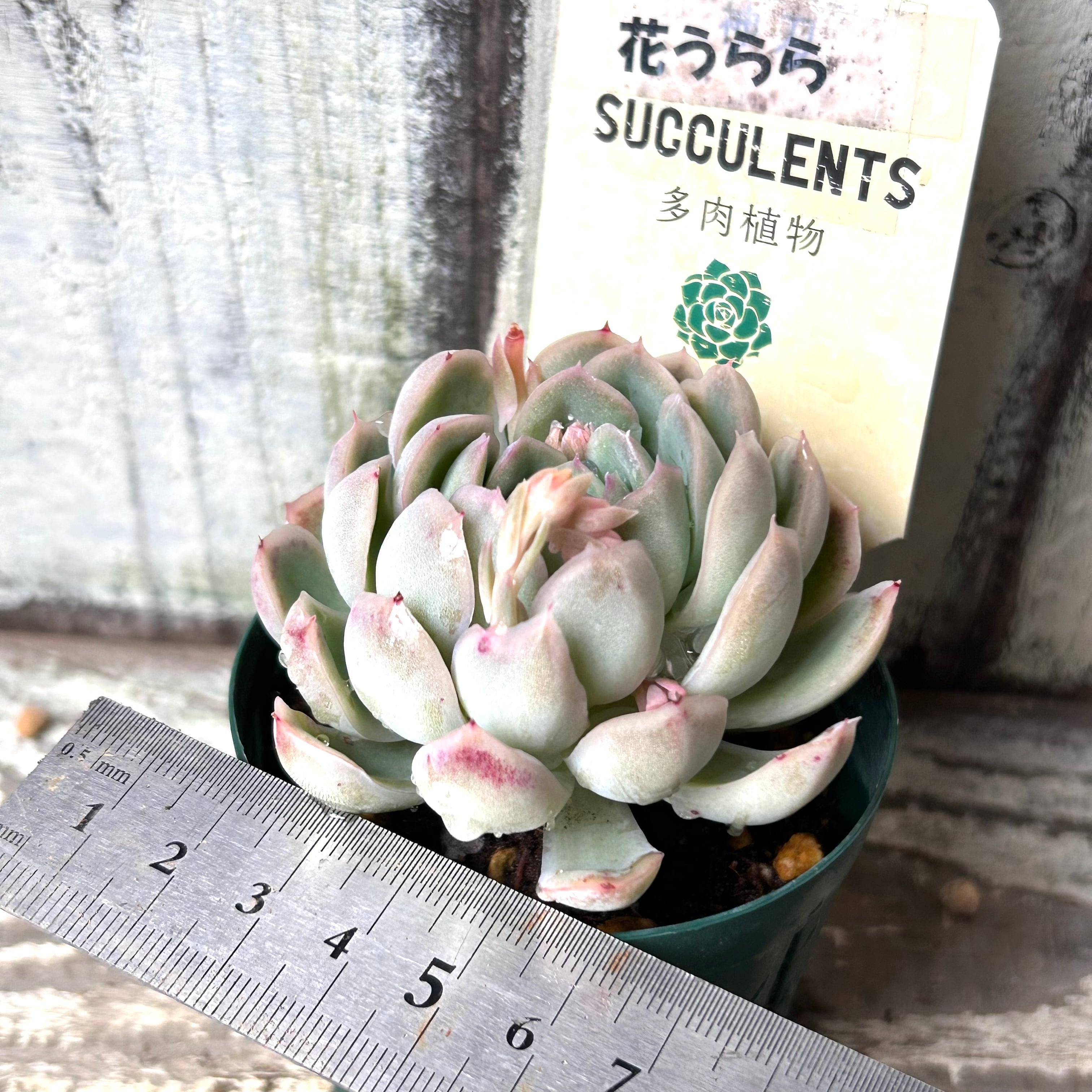 花うらら | RuPo 多肉植物専門店