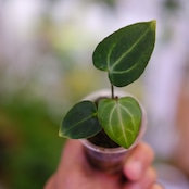 Anthurium Carlablackiae / アンスリウム カーラブラッキー⑯│観葉植物
