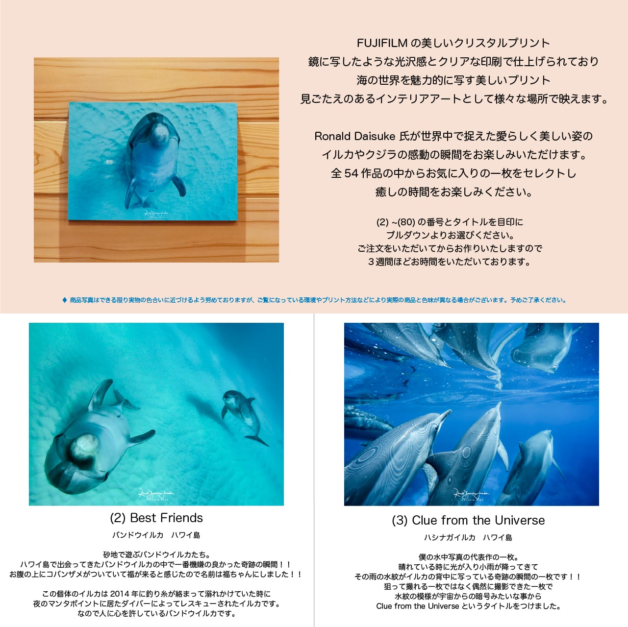 DOLPHIN EYES 写真パネル A4サイズ相当 イルカ・クジラ・ウミガメ