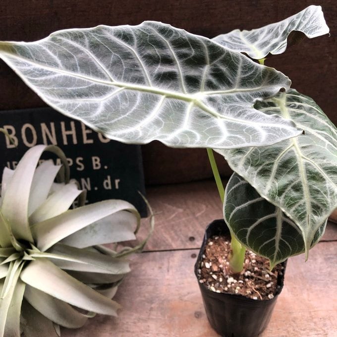 ワトソニアライトニング 即完売 アロカシア 観葉植物 | 植物の店ベリー