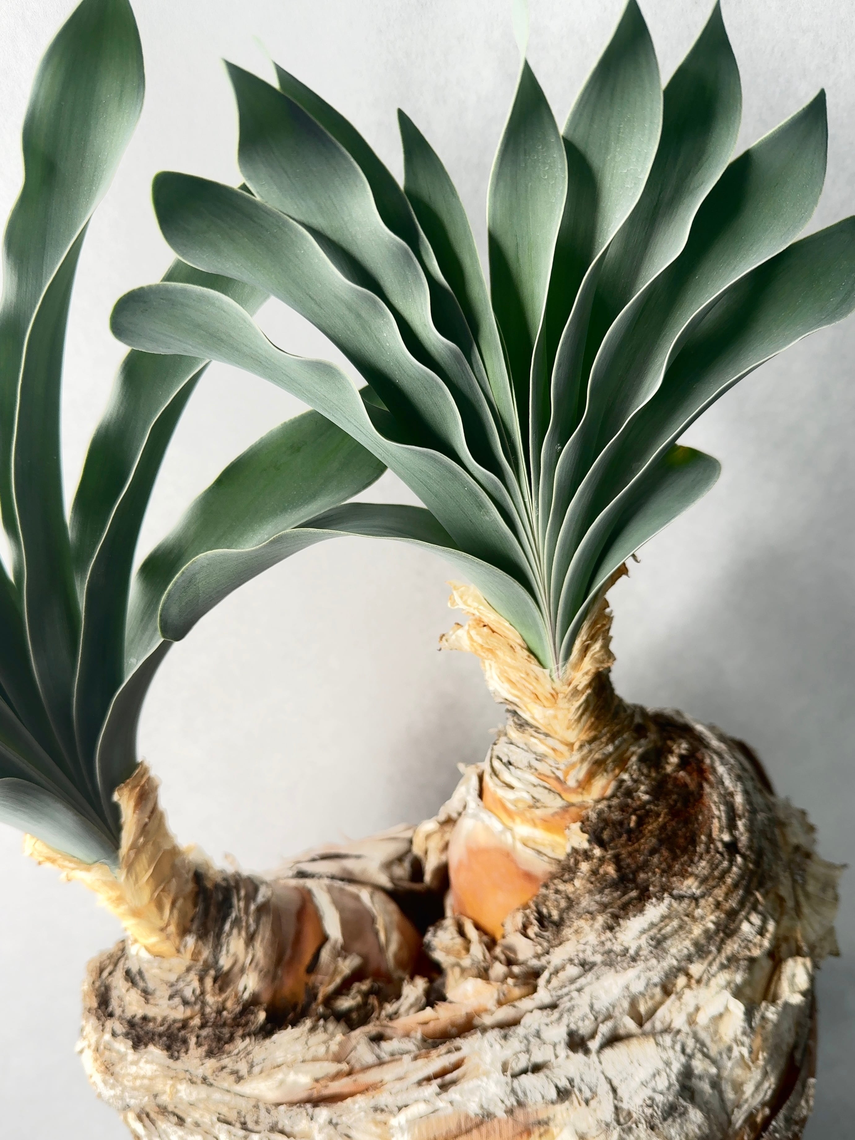 ブーファン・ハエマンソイデス(ダブルヘッド) | trigger