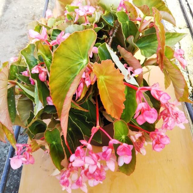 木立ベゴニア10 5cmポット苗 Hanazukin 花ずきん 農家直送の花苗 シンビジュームの花束