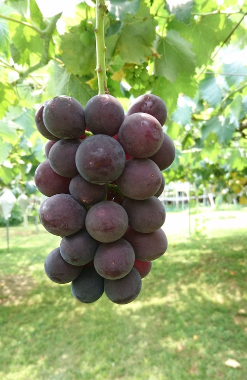 <2kg>巨峰(種なし) 化粧箱入り