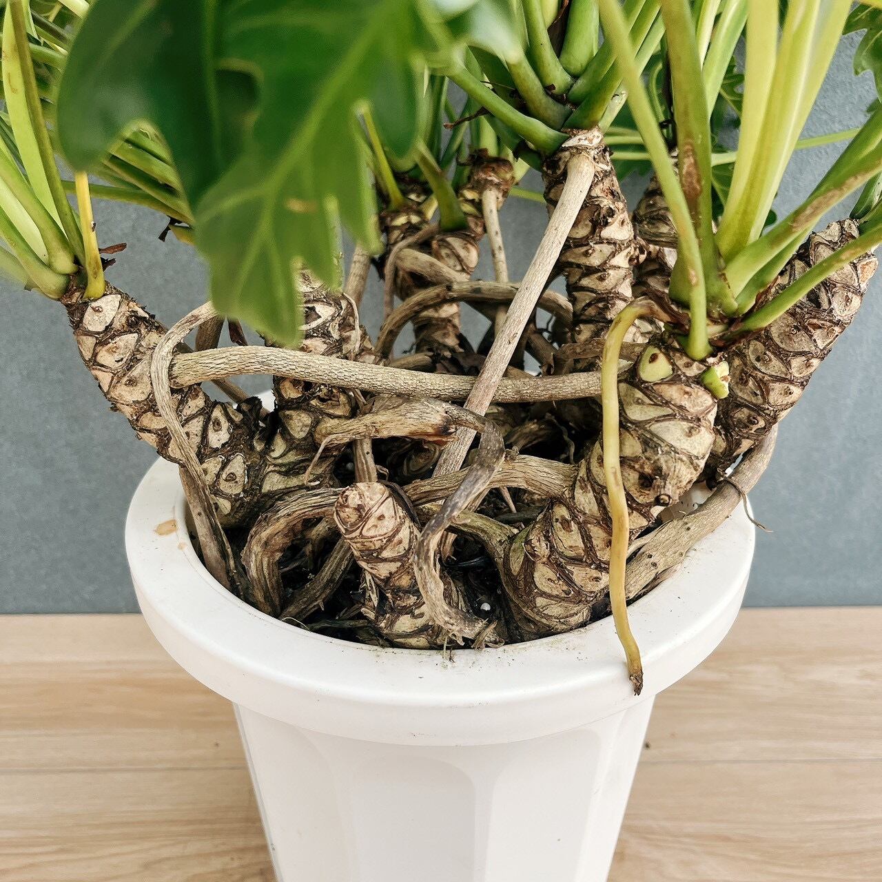現品］F フィロデンドロン クッカバラ 幹上がり 8号 観葉植物 室内