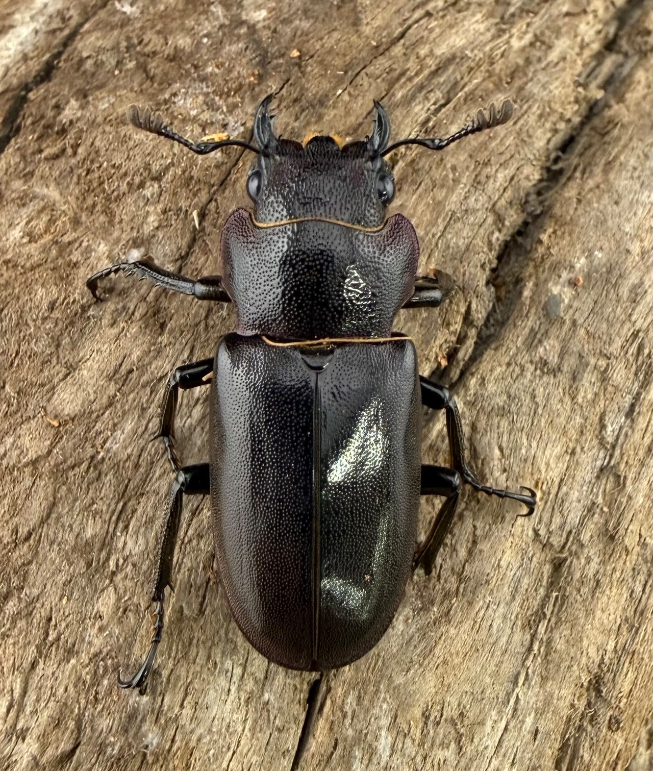 《メタリフェルホソアカ亜種finae 66mm ペア》