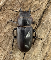 《メタリフェルホソアカ亜種finae 66mm ペア》