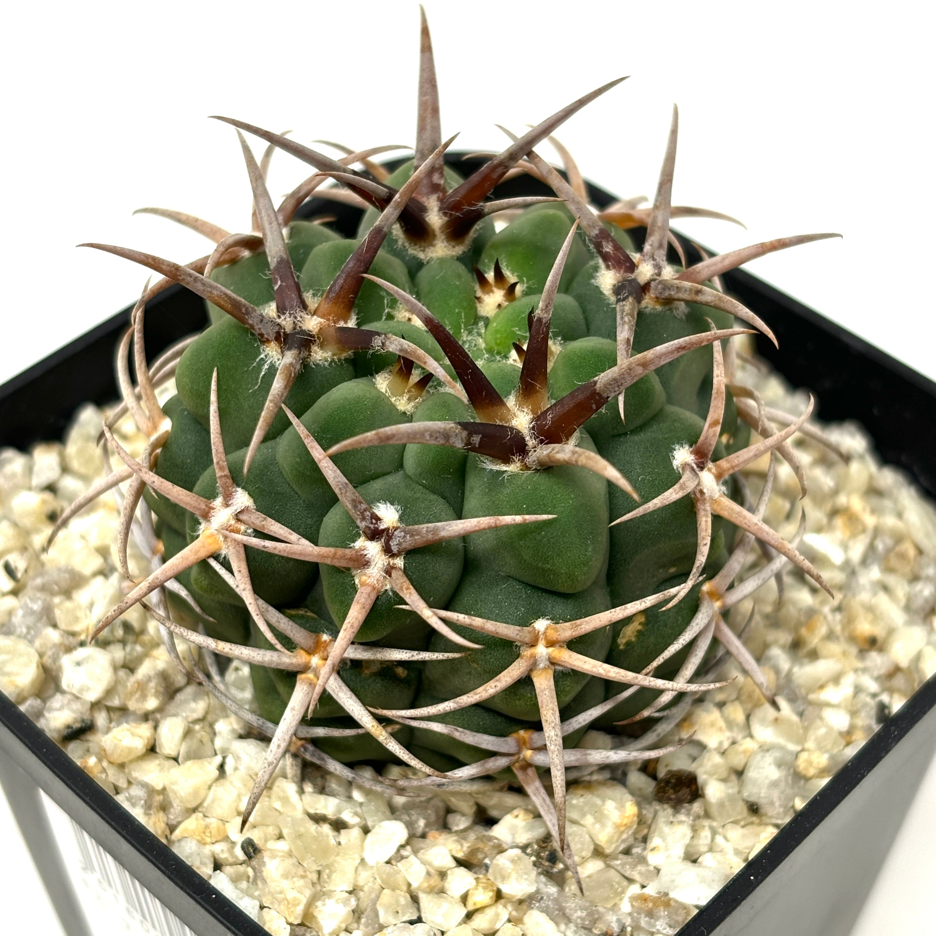 サボテン ギムノカリキュウム フェロシオール【325】 | PROTOLEAF