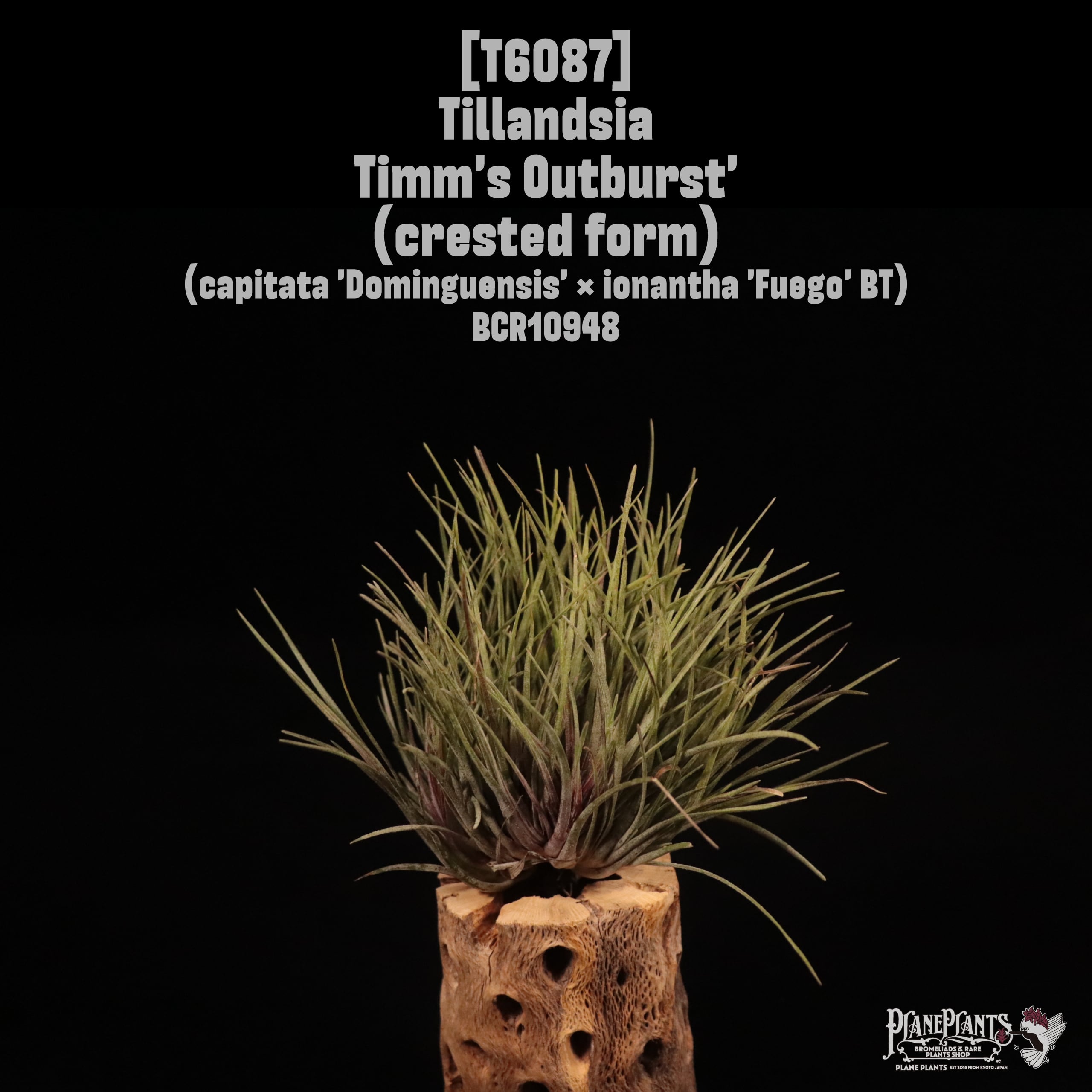 Tillandsia Timm's Outburst' (crested form)〔ティランジア〕T6087