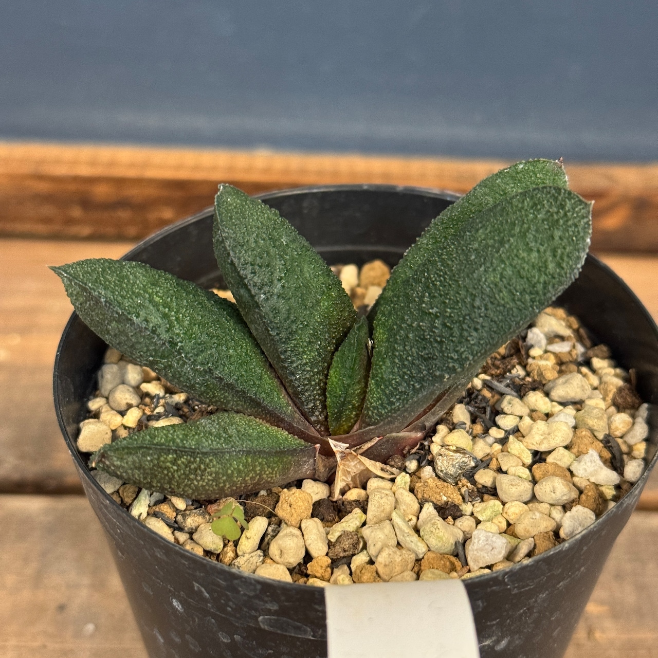 ガステリア 黒鶯轉【387】