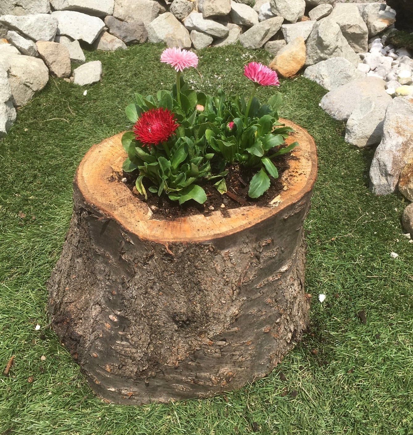 切り株の植木鉢》北海道の蝦夷山桜の天然木を使った切り株の植木鉢