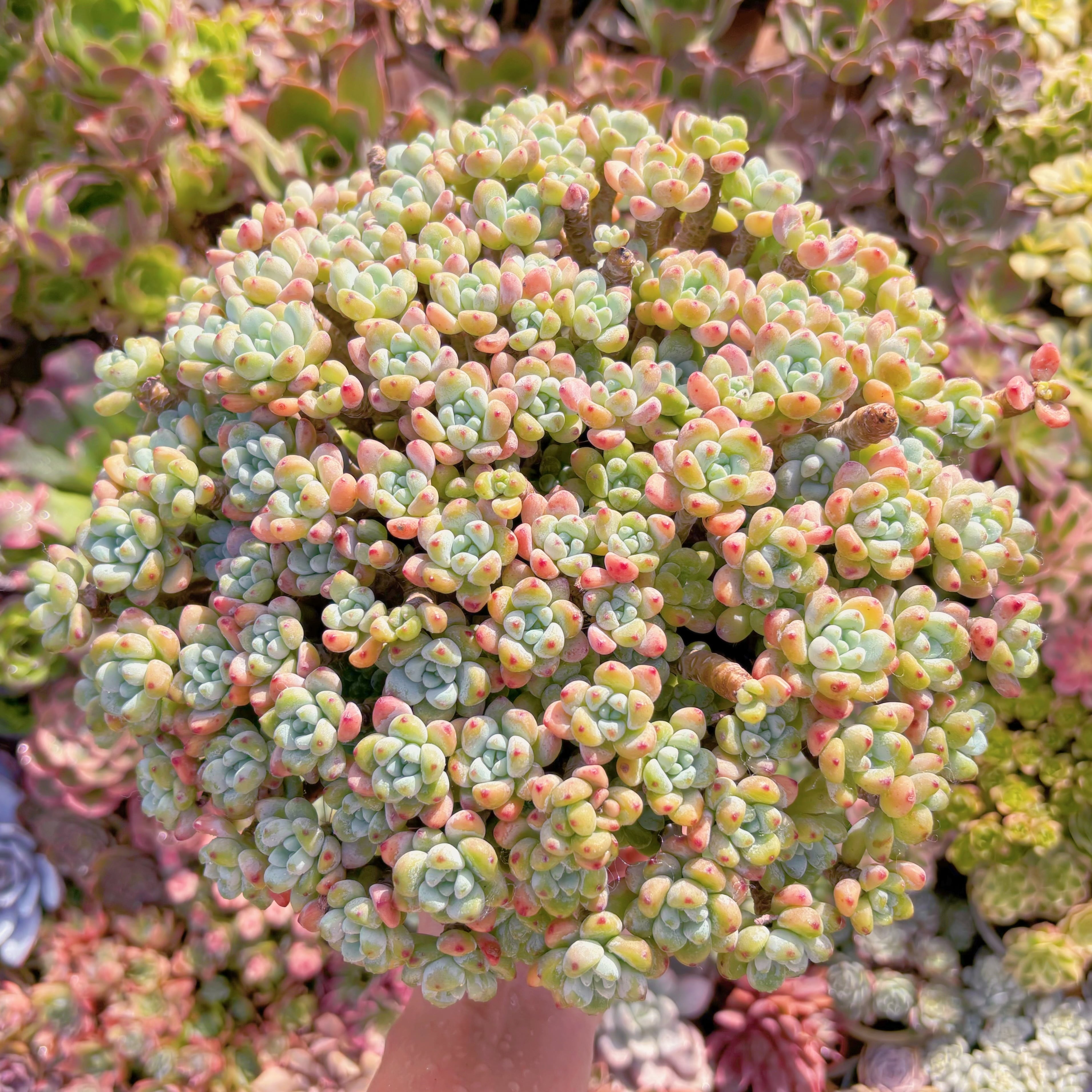 現品　ラウル#254　特特特大群生　新入荷　るる農園