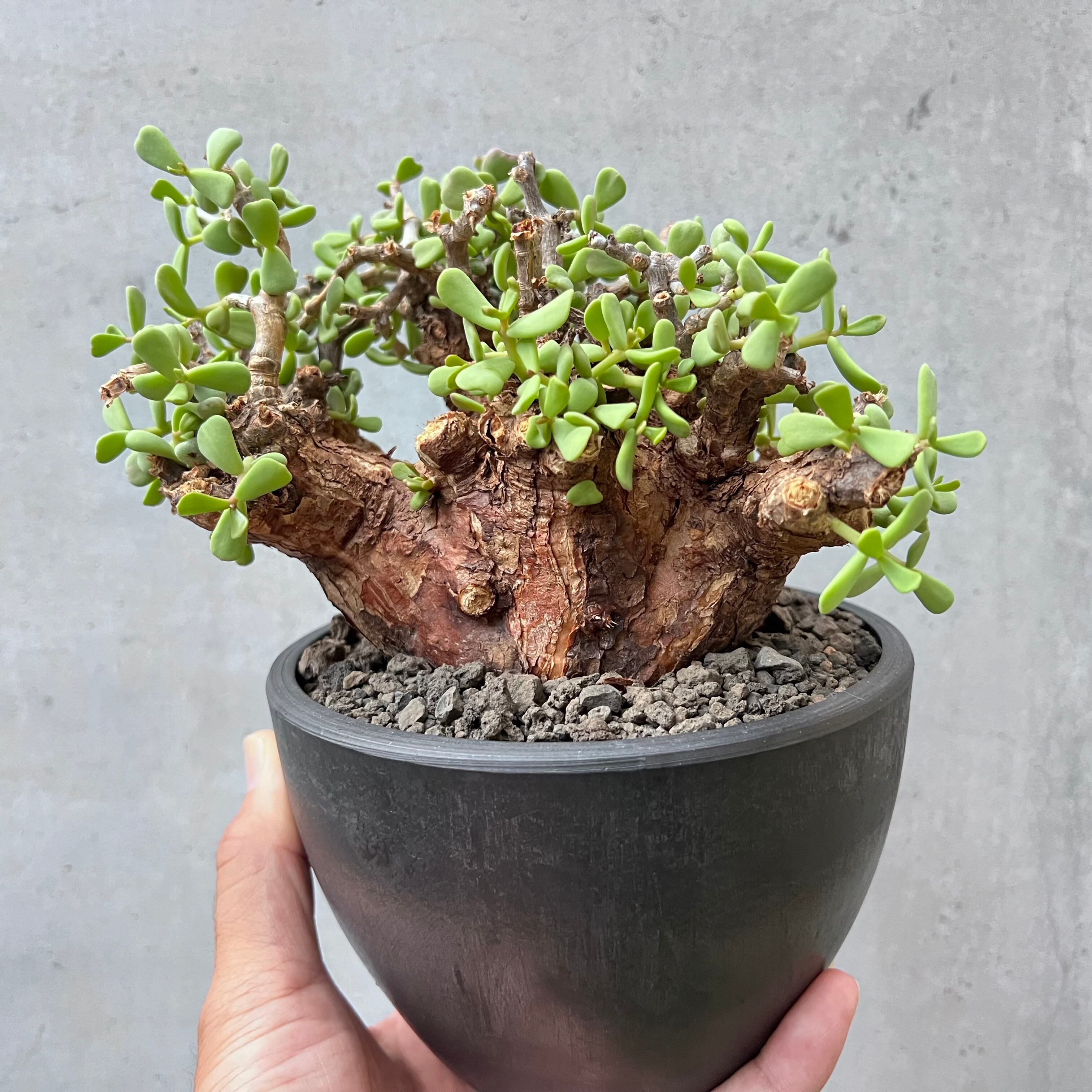 ユーフォルビア ギラウミニアナ 現地球 発根済み 塊根植物 パキプス