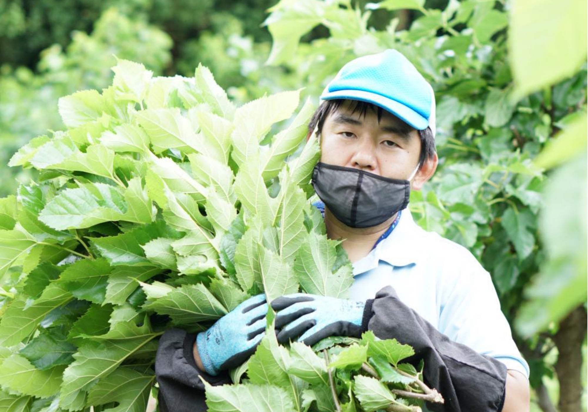 くわ葉茶 | 社会福祉法人フォーレスト八尾会オンラインショップ