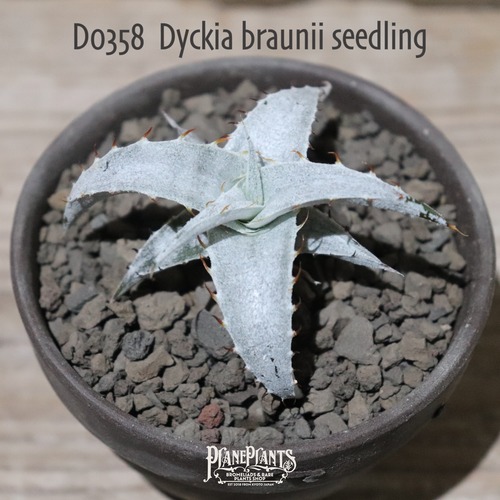【送料無料】braunii seedling〔ディッキア〕現品発送D0358