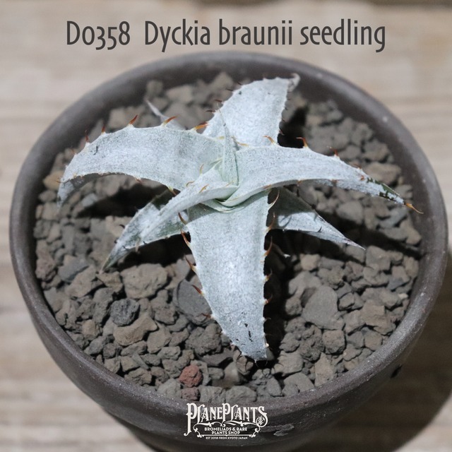 【送料無料】braunii seedling〔ディッキア〕現品発送D0452