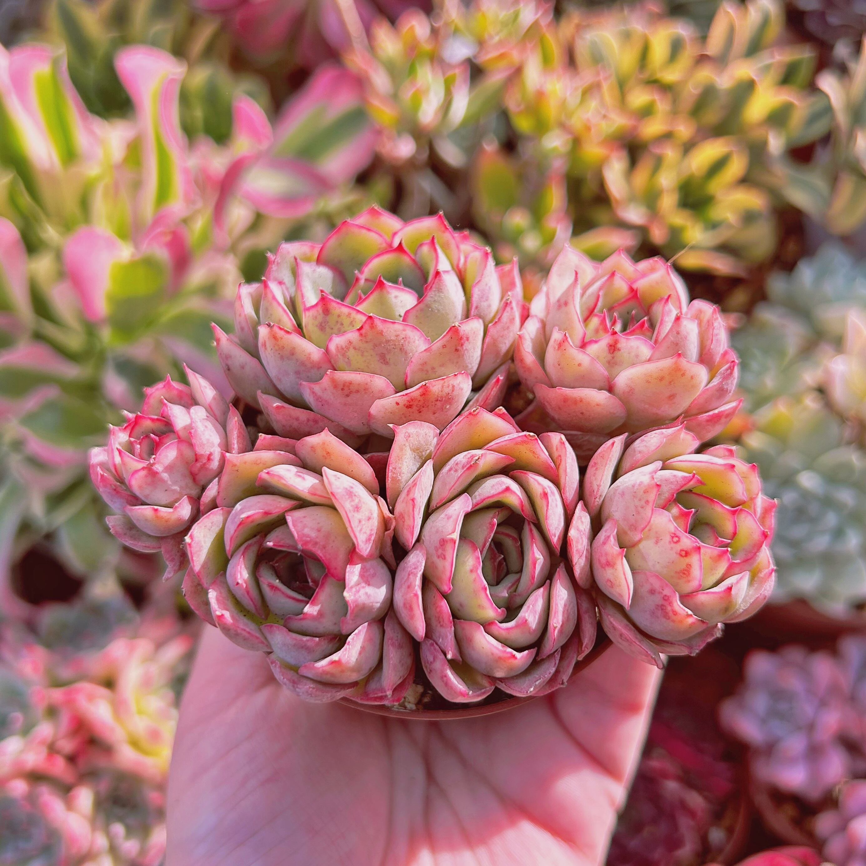 多肉植物 Echeveria オスタラリアクィーン 5頭以上 大群生 | るる農園