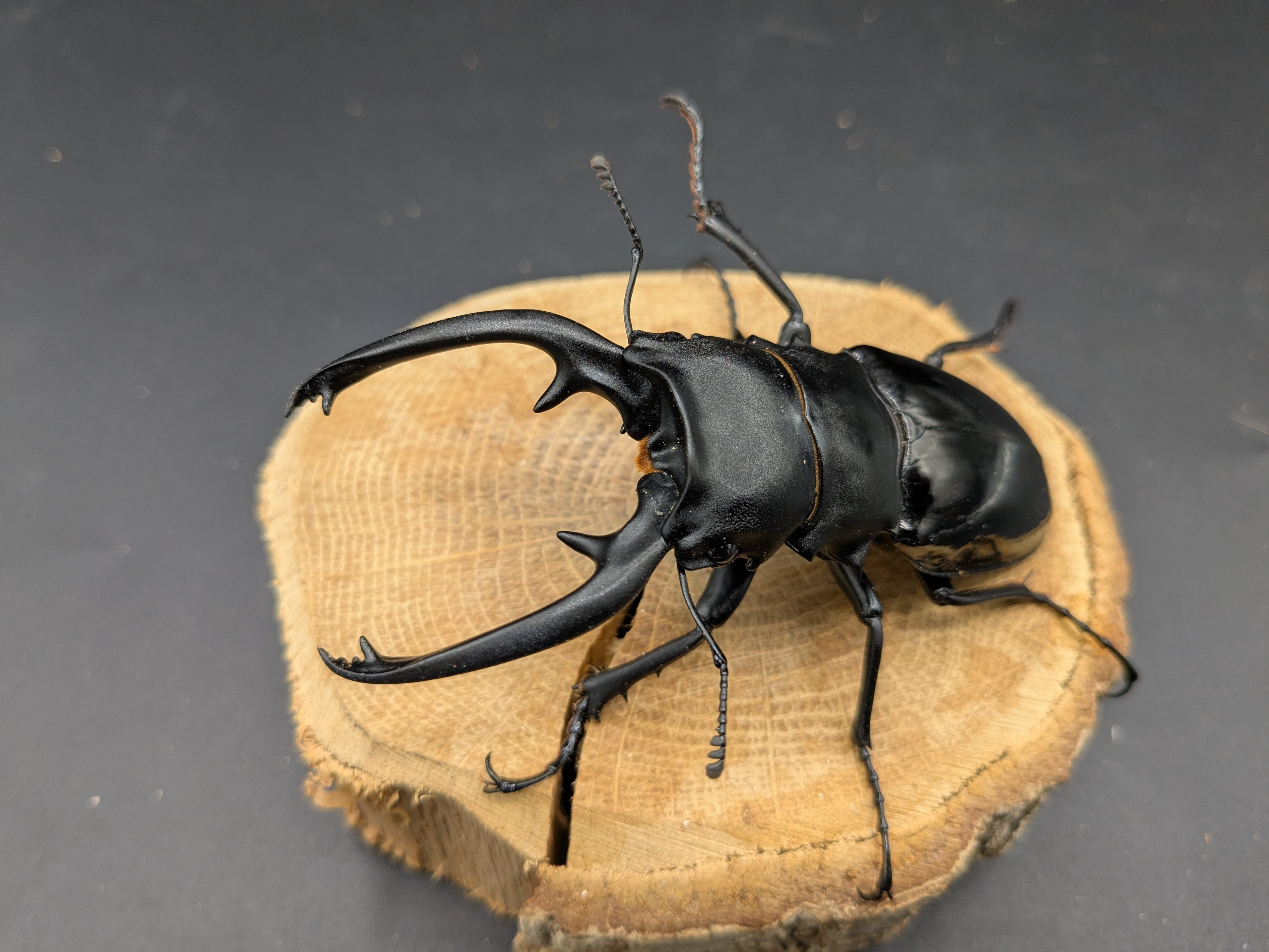 WDインターメディアツヤ ♂89mm♀フリー