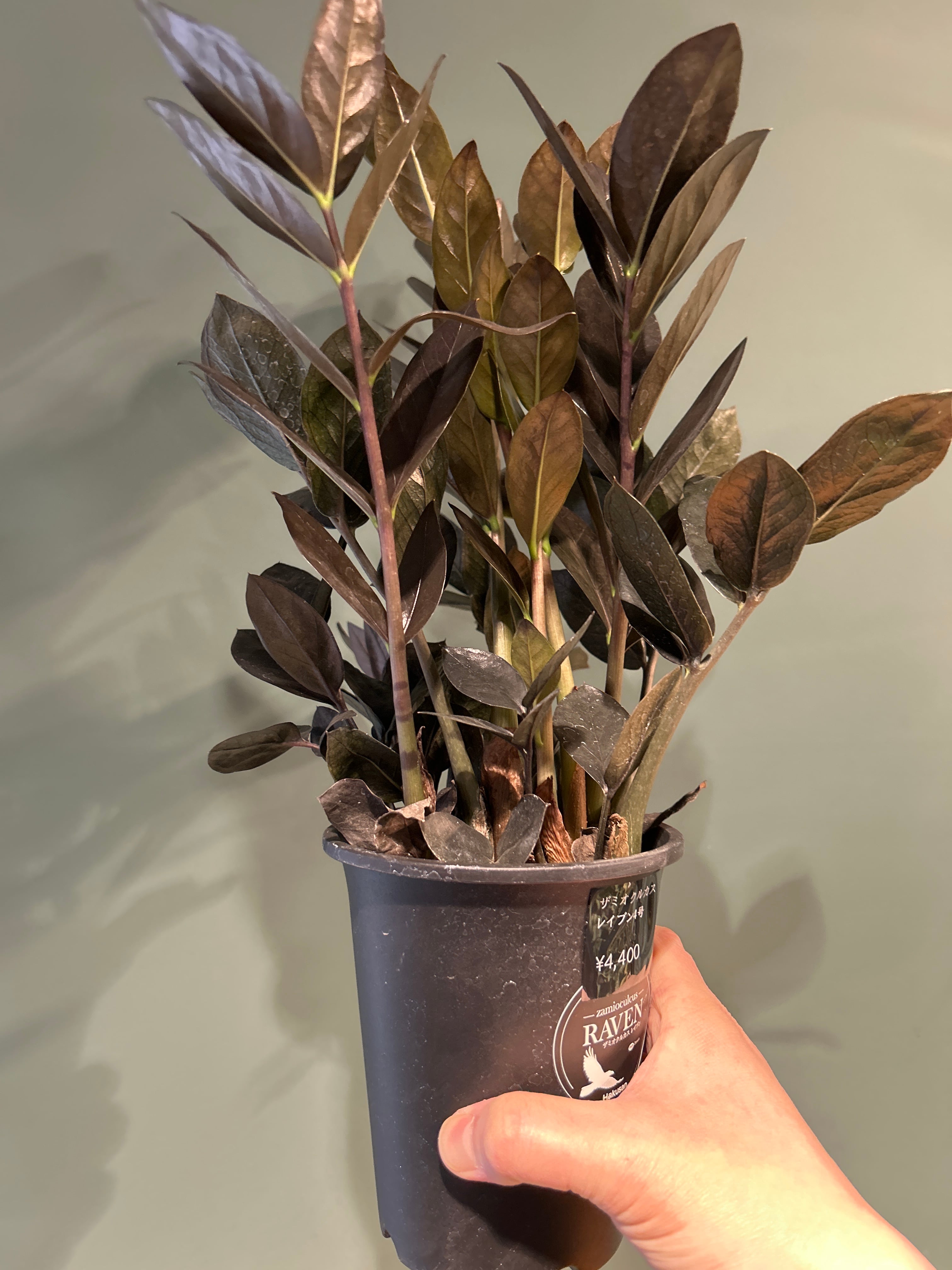 ザミオクルカス レイブン4号 | 植物との暮らし apricot