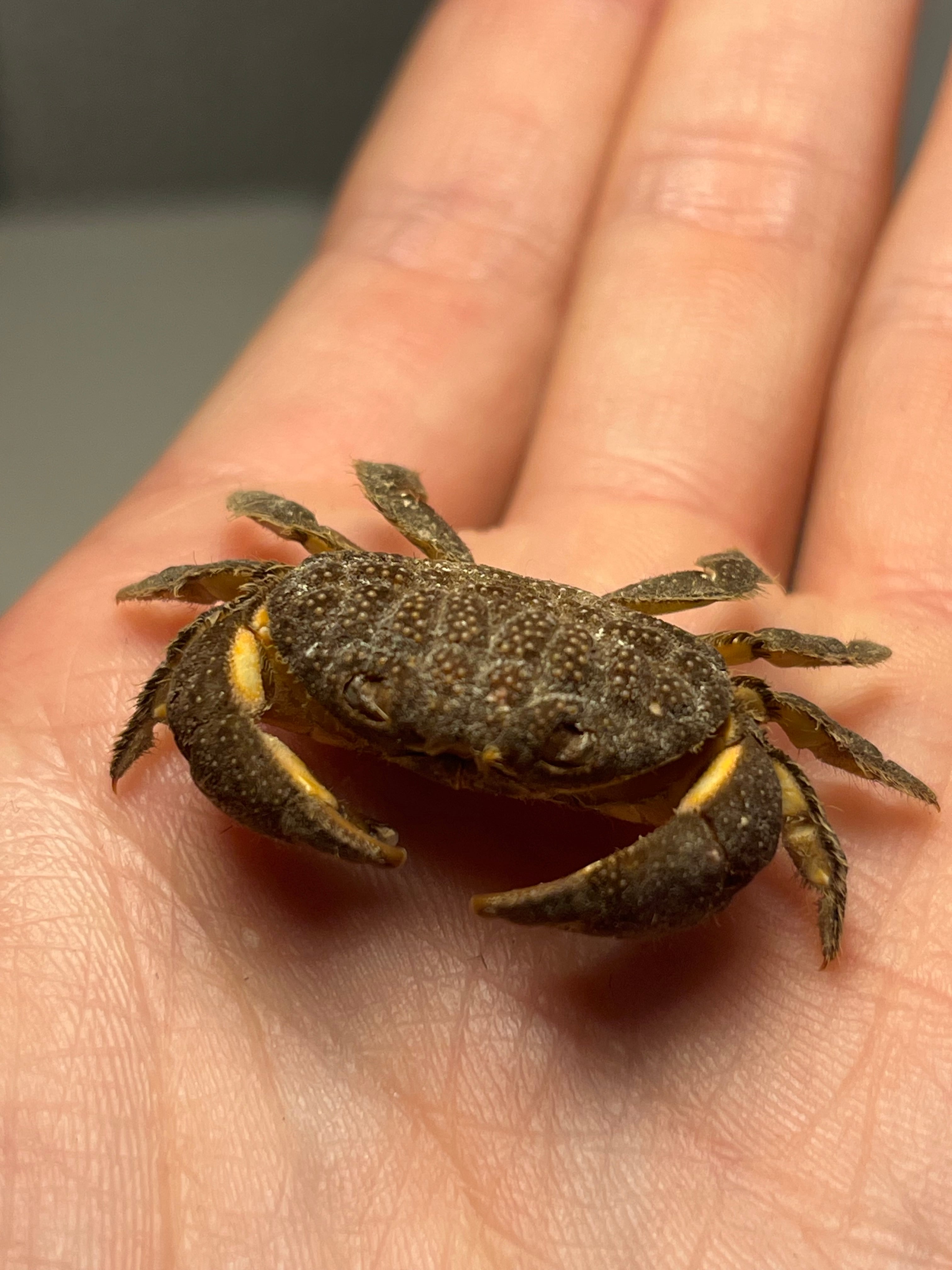 有毒蟹標本】ツブトゲオウギガニ 標本蟹甲殻類エビ蝦蛄タランチュラ