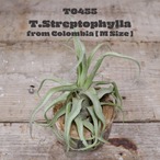 【送料無料】ストレプトフィラM〔エアプランツ〕現品発送T0455