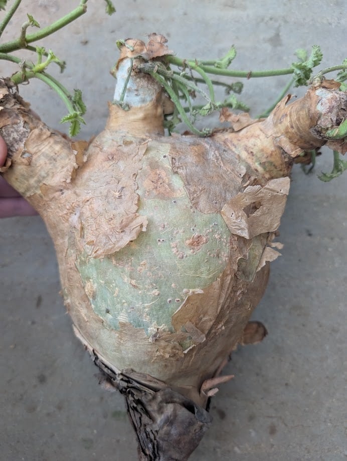 キフォステンマ マクロプス 7 Cyphostemma uter macropus 【発根済