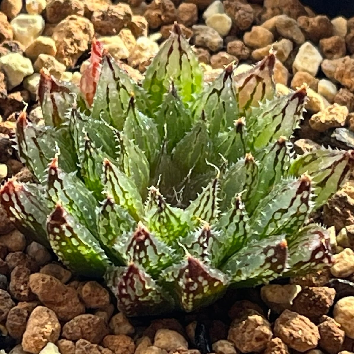 ハオルチア スターズフェアリー | mocono_plants