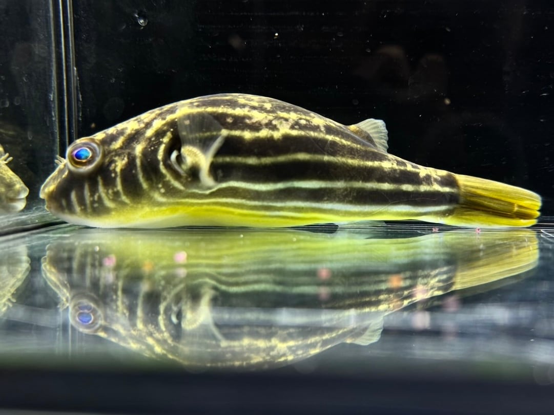 F様 アフリカンパイクカラシン 18cm ギニア産 | AQUASTYLEG