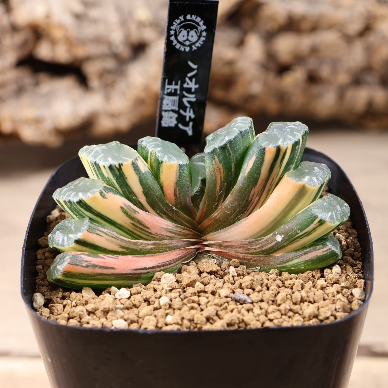721『ハオルチア 玉扇錦』観葉植物【送料無料】 | MARX PLANTS | 観葉